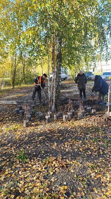 В Родниках высадили шаровидные туи в Летнем саду